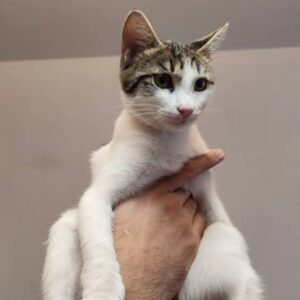 واگذاری توله گربه