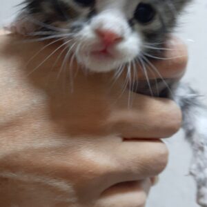 واگذاری بچه گربه ۲۰ دوزه