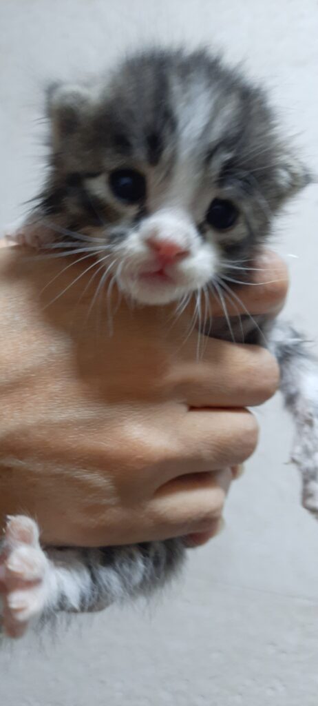 واگذاری بچه گربه ۲۰ دوزه