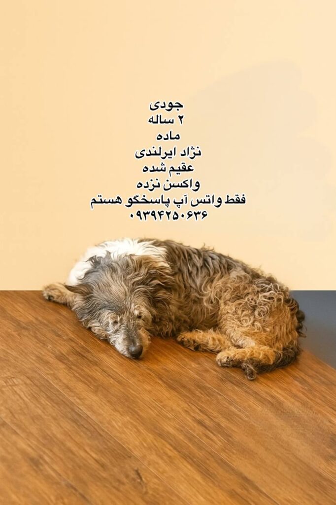 دختر دو ساله ایرلندی
