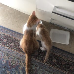 بچه گربه