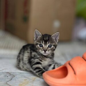 واگذاری رایگان بچه گربه