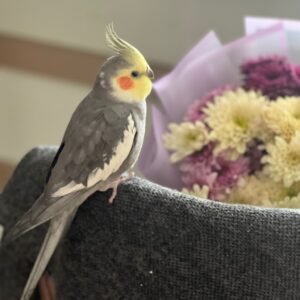 عروس هلندی گمشده همدان
