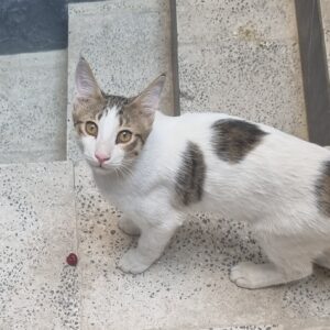 بچه گربه خیلی لوس و بغلی و مهربون امدادشده