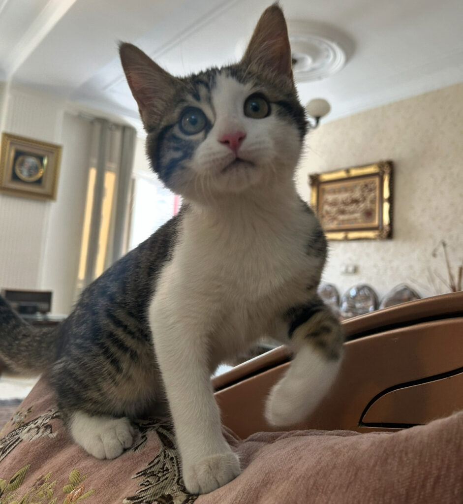 نر کیوت