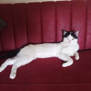 یک گربه گم شده