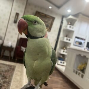 شاه طوطی نر گمشده