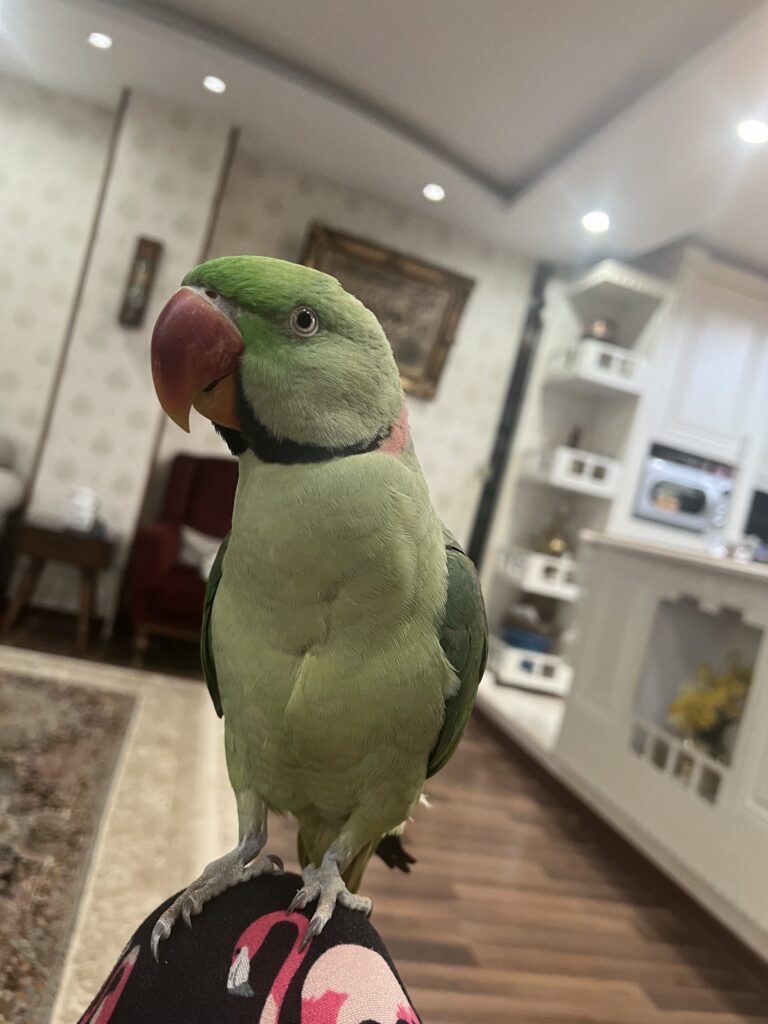 شاه طوطی نر گمشده