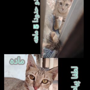 واگذاری گربه فوری