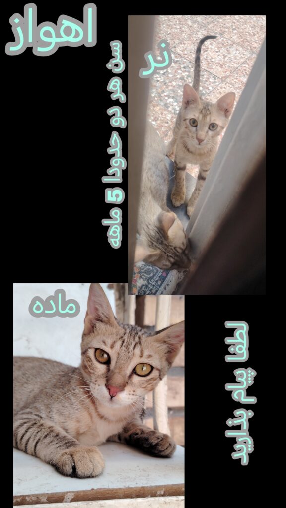 واگذاری گربه فوری
