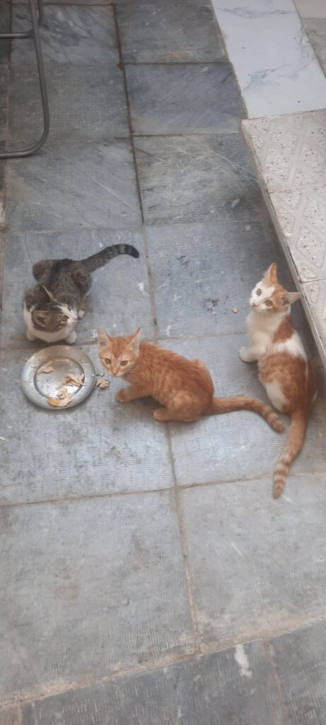 واگذاری گربه نر ۳ ماهه