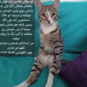گربه نر عقیم شده پاهاش مشکل داره