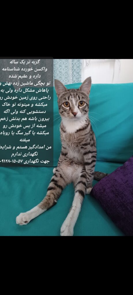 گربه نر عقیم شده پاهاش مشکل داره