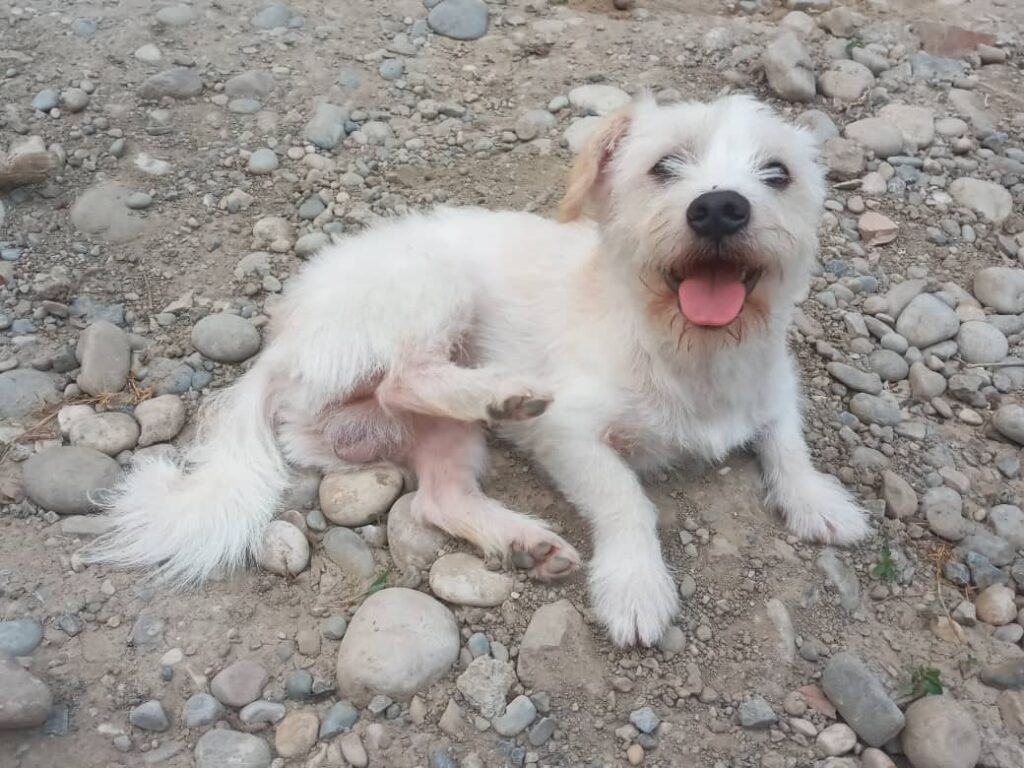 سگ خانگی