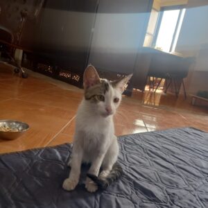 دختر بانمک و شکمو