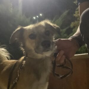 سگ نژاد اشپیتز پیدا شده