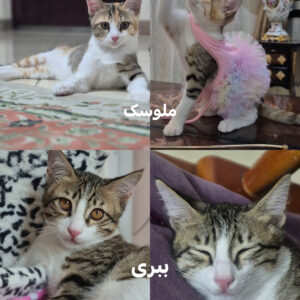 بچه گربه