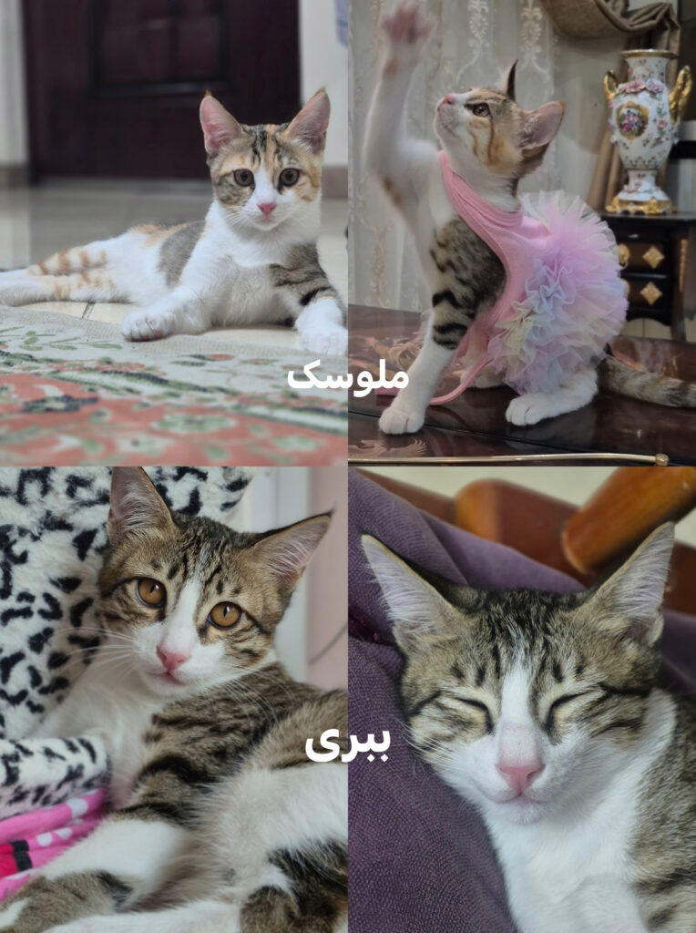 بچه گربه