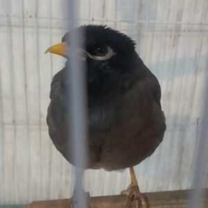 مرغ مینا گمشده خ همیلا