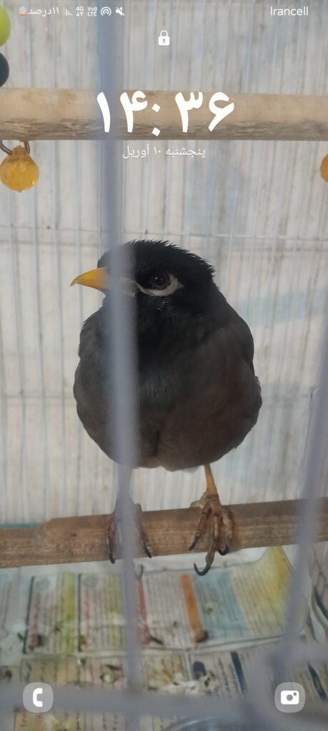 مرغ مینا گمشده خ همیلا