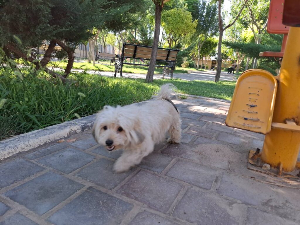 واگذاری سگ رایگان