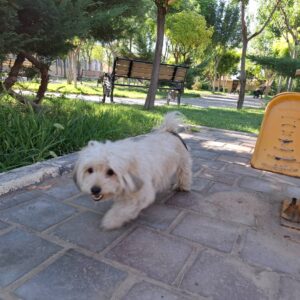 واگذاری سگ رایگان