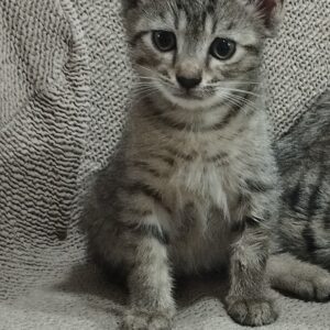 واگذاری بچه گربه ومادر