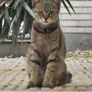 گربه dsh