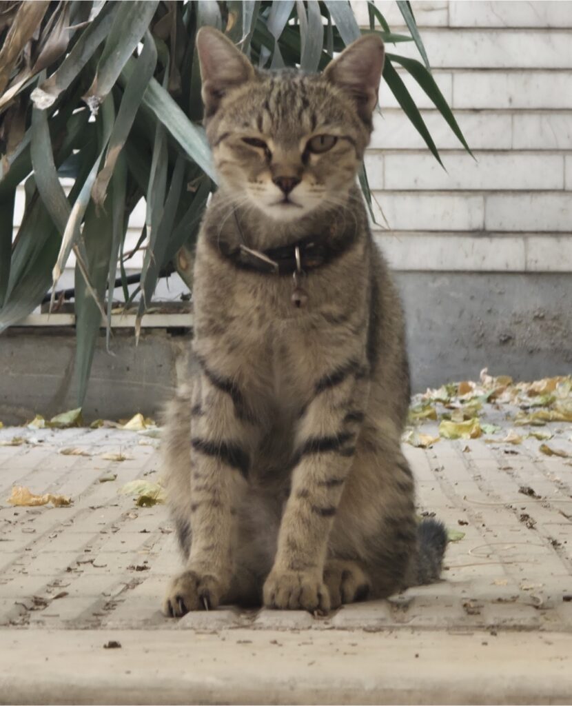 گربه dsh