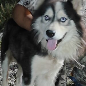 **🐾 بیلی، سگ آموزش‌دیده و خاص برای فروش 🐾**