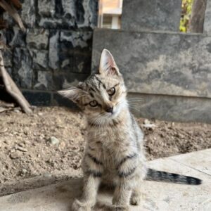 گربه نر دوماهه