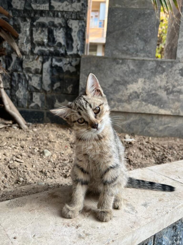 گربه نر دوماهه