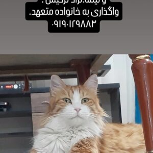 گارفیلد