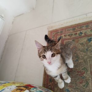 بچه گربه