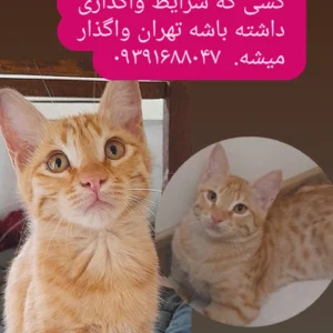 واگذاری موچی