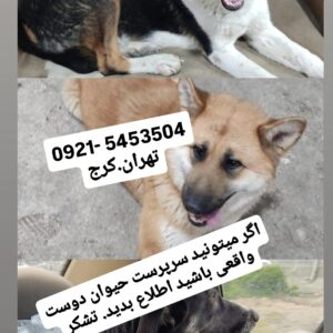 سرپرست حیوان دوست واقعی برای سه عدد فرشته نگهبان