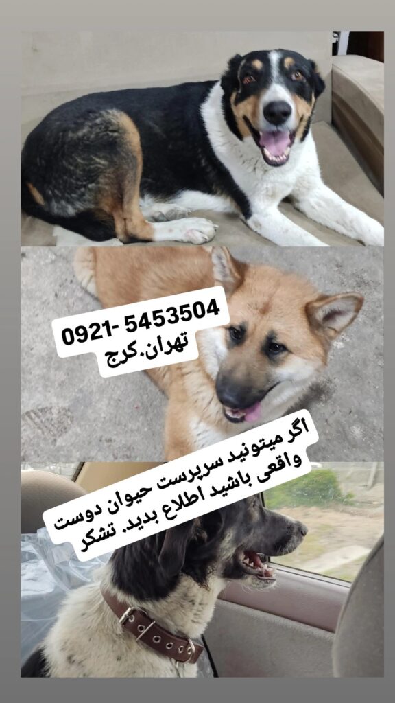 سرپرست حیوان دوست واقعی برای سه عدد فرشته نگهبان