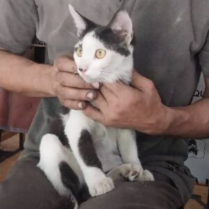 گربه رها شده
