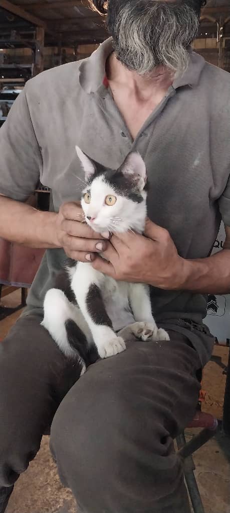 گربه رها شده