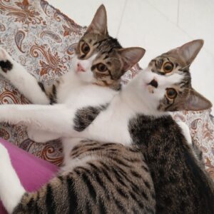 دوتا داداش مهربون dsh