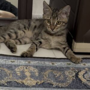 واگذاری رایگان بچه گربه