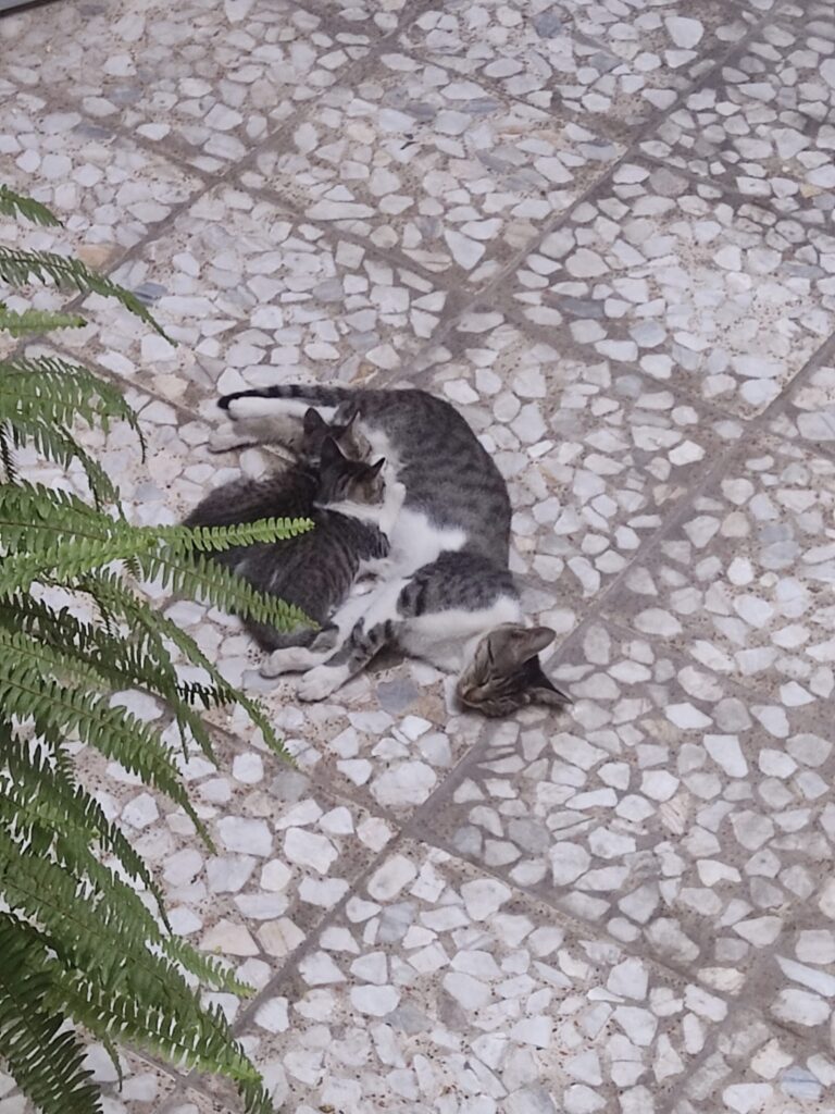 واگذاری دو بچه گربه دو ماهه