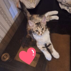 واگذاری بچه گربه