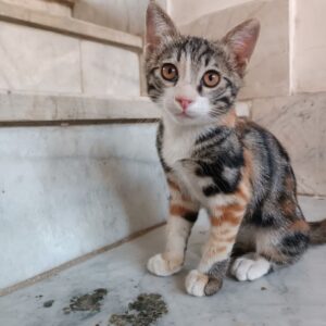 لطفا مارو به سرپرستی بگیرید😿