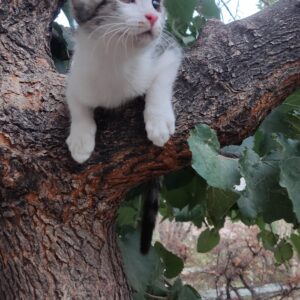 سرپرست برای یک فرشته شیطون