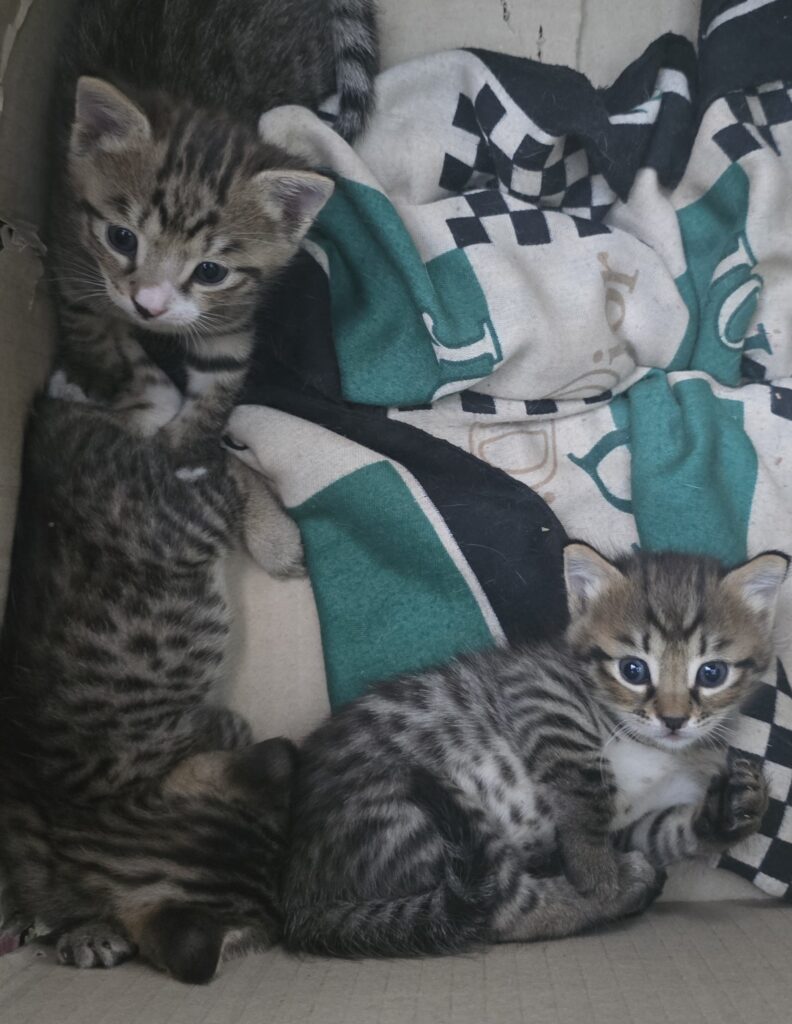 واگذاری سه بچه گربه