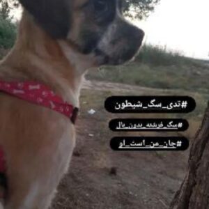سگ شیتزو دو ساله خیلی مهربان وبازی گوش