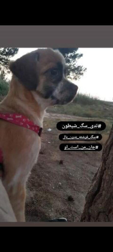 سگ شیتزو دو ساله خیلی مهربان وبازی گوش