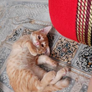 گربه نارنجی