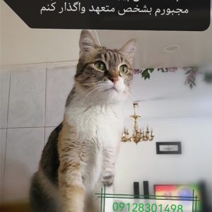 گربه 11 ساله ماده عقیم شده